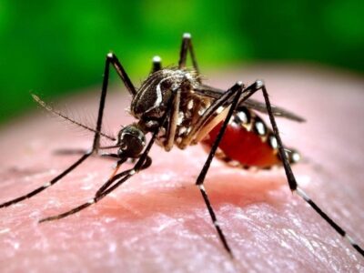 هشدار رییس شبکه بهداشت بندرماهشهر در خصوص یک پشه مرگبار