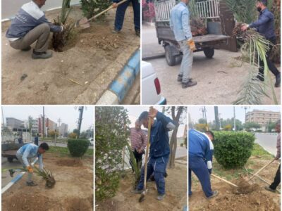 اهدای درخت نخل مثمر از سوی مدیر سیف نیوز به شهرداری ماهشهر